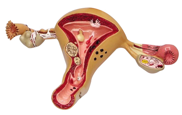 Female Reproduction System Model