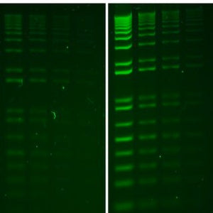 Side by side image of the difference between SYBR Safe and Gel Green Staining gel