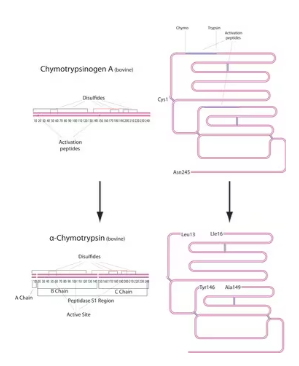 a-Chymotrypsin from bovine pancreas Type II, lyophilized powder, =40 units/mg protein