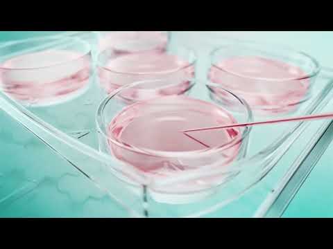 Nunc Delta Treated 4 Well IVF Certified Dish (144444) – IVF Store