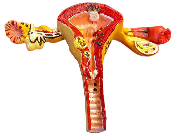 Female Reproduction System Model