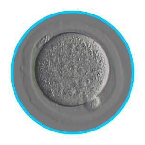 Mouse Embryos - IVF Store