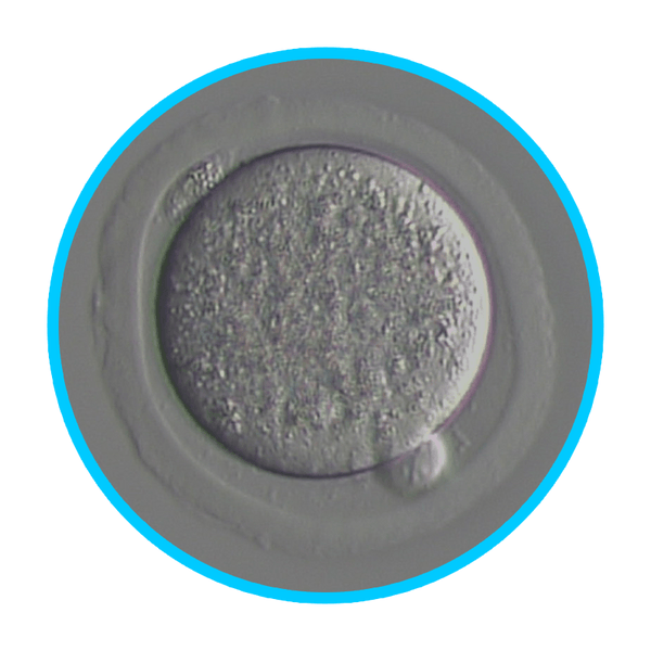 Mouse Embryos - IVF Store