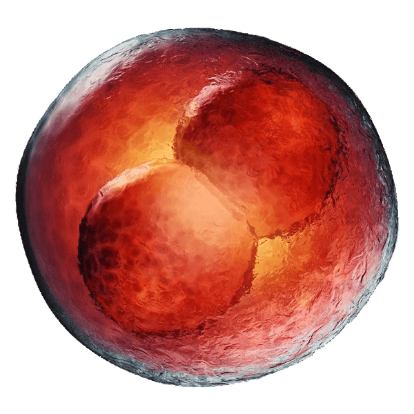 2_Cell_Mouse_Embryo_grande.png