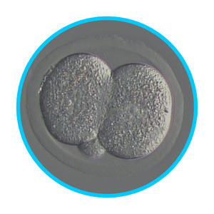 Mouse Embryos - IVF Store
