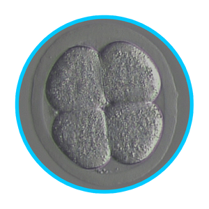 Mouse Embryos - IVF Store