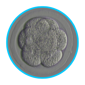Mouse Embryos - IVF Store